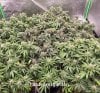 grow-with-medicgrow-fold8-hardcorez-13.jpg