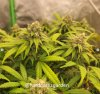 grow-with-medicgrow-fold8-hardcorez-18.jpg