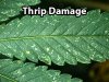 thrips-cannabis.jpg