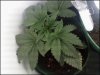 Day 15(plant 1)#1.jpg