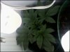 Day 15(plant 1)#2.jpg