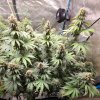 5500112_grow-journal-by-wallywonksilgmpurple-kush.jpg