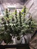 5500100_grow-journal-by-wallywonksilgmpurple-kush.jpg