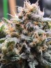 5500114_grow-journal-by-wallywonksilgmpurple-kush.jpg