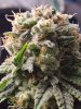 5500115_grow-journal-by-wallywonksilgmpurple-kush.jpg