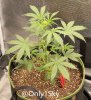 medicgrow-fold8-day35-kush-1.jpg