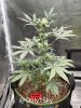 medicgrow-fold8-day44-kush-1.jpg