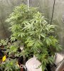 medicgrow-fold8-day44-kush-3.jpg