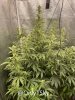 medicgrow-fold8-day60-kush-1.jpg