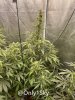 medicgrow-fold8-day60-kush-2.jpg