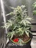 medicgrow-fold8-day60-kush-3.jpg