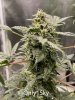 medicgrow-fold8-day60-kush-4.jpg