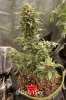 medicgrow-fold8-day74-kush-3.jpg