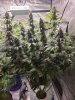 5533292_grow-journal-by-wallywonksilgmpurple-kush.jpg