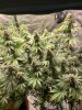 5533297_grow-journal-by-wallywonksilgmpurple-kush.jpg