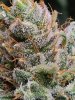 5533301_grow-journal-by-wallywonksilgmpurple-kush.jpg