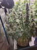 5533574_grow-journal-by-wallywonksilgmpurple-kush.jpg