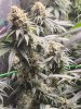 5533583_grow-journal-by-wallywonksilgmpurple-kush.jpg