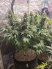 5533449_grow-journal-by-wallywonksilgmpurple-kush.jpg