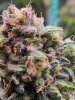 5533460_grow-journal-by-wallywonksilgmpurple-kush.jpg