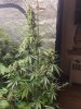 5533423_grow-journal-by-wallywonksseedsmanalaskan-purple-auto.jpg