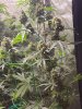 5533428_grow-journal-by-wallywonksseedsmanalaskan-purple-auto.jpg