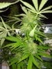 4779958_grow-journal-by-tjshortstop24customblackwater-og-kush.jpg