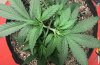 5549709_grow-journal-by-leastexpectedgrowerdutch-passiondurban-poison.jpg