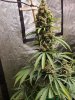 5583273_grow-journal-by-wallywonksseedsmanalaskan-purple-auto.jpg