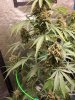 5583274_grow-journal-by-wallywonksseedsmanalaskan-purple-auto.jpg