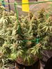 5583300_grow-journal-by-wallywonksilgmpurple-kush.jpg