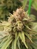 5583305_grow-journal-by-wallywonksilgmpurple-kush.jpg