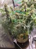 5583287_grow-journal-by-wallywonksilgmpurple-kush.jpg