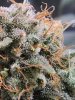 5583295_grow-journal-by-wallywonksilgmpurple-kush.jpg