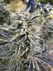 outdoor_auto2020-bud.jpg