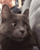 cat-derp.gif