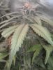 MS Clone bud (blurry shot).jpg