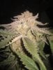 MS2 bud shot (close).jpg