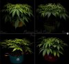 grow-with-medicgrow-smart8-spacementgrown-day1flower.jpg