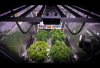 grow-with-medicgrow-smart8-spacementgrown-day2flower.jpg