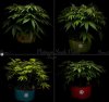 grow-with-medicgrow-smart8-spacementgrown-day8flower.jpg