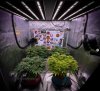 grow-with-medicgrow-smart8-spacementgrown-day10flower.jpg