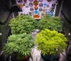 grow-with-medicgrow-smart8-spacementgrown-day10flower-1.jpg