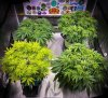 grow-with-medicgrow-smart8-spacementgrown-week2flower.jpg