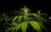 grow-with-medicgrow-smart8-spacementgrown-week2flower-6.jpg