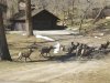 Estes Park Sheep.jpg