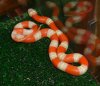 albino nelson's milksnake.jpg