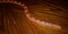 amelanstic cornsnake.jpg