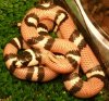 anerythristic sinaloan milksnake.jpg