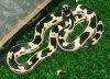 banana phase kingsnake.jpg